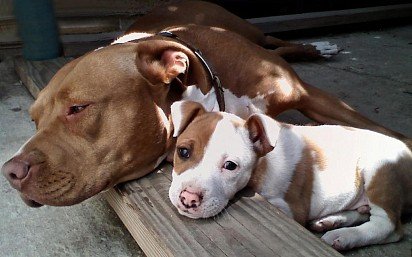 Pit Bull Puppy z mama