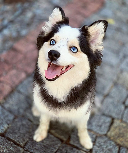 uśmiechnięty pies