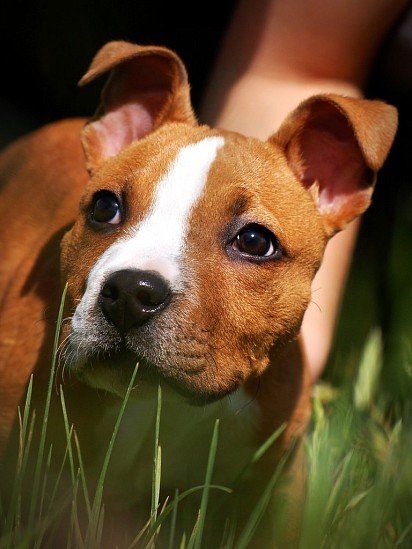 pysk szczeniaka american staffordshire terrier