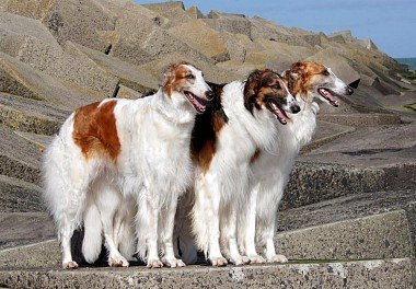Russian dog Greyhound