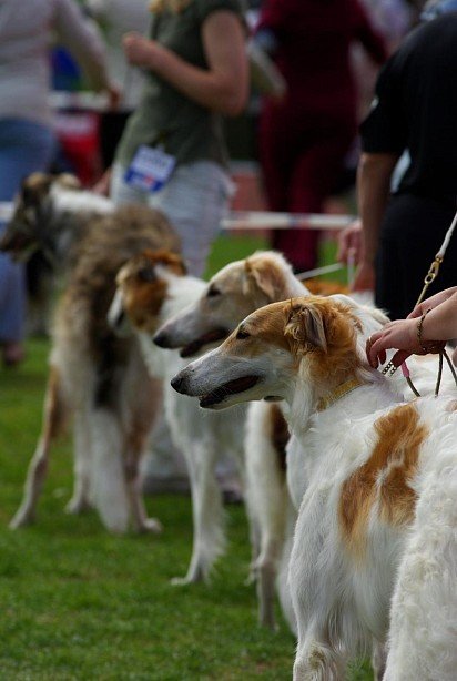 Russian Greyhounds on show