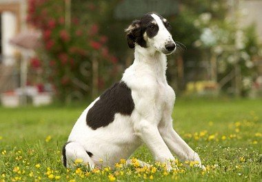 Russian Dog Greyhound