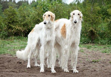 Russian dog Greyhound