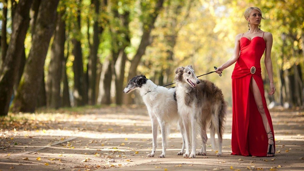 Rosyjskie charty z dziewczyną w czerwonej sukience