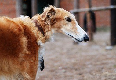 Russian Dog Greyhound