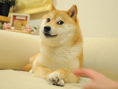 Doge – obraz słynnego Shiba Inu, który stał się memem, a nawet nadał nazwę kryptowalucie!