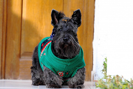 Scotch terrier w słodkim swetrze