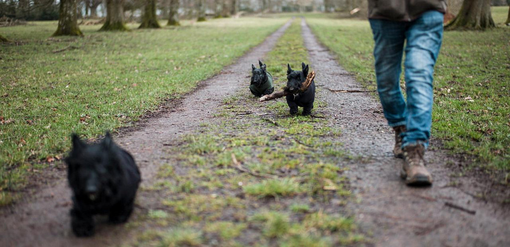 szkockie teriery uwielbiają długie spacery
