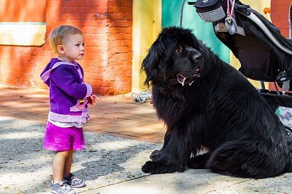 mastif tybetański z dzieckiem