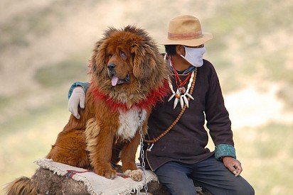 mastif tybetański z właścicielem