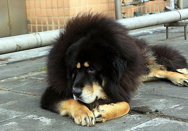 Mastif tybetański