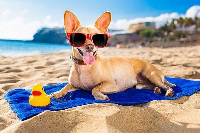 Chihuahua na wakacjach