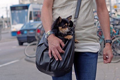 Chihuahua w torbie