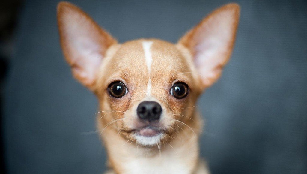 Pyszczek Chihuahua