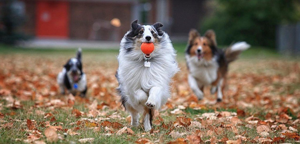 Co może być lepszego niż gra w piłkę? Tylko Gra w piłkę z innymi psami!