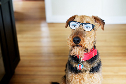 Airedale Terrier – bardzo erudycyjny pies