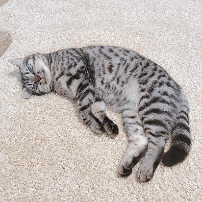 koty Amerykańskie krótkowłose bardzo lubią leżeć i spać, czyli są dość leniwe