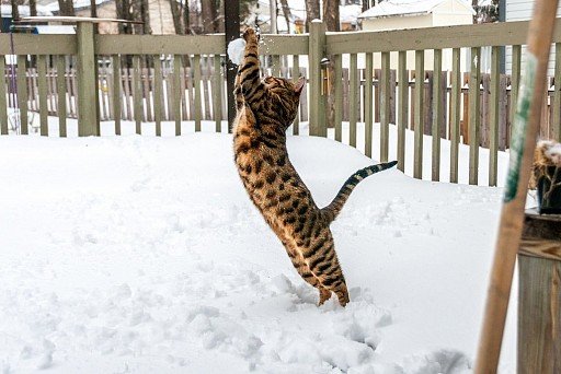 kot bengalski bawi się śniegiem