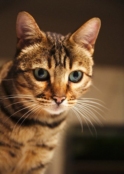 twarz kota bengalskiego