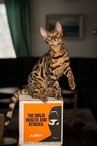 Bengal na pudełku