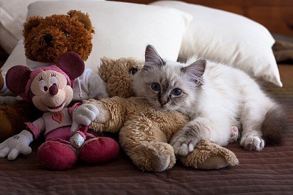 birmański kotek z zabawkami
