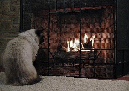 ten kot może obserwować ogień godzinami