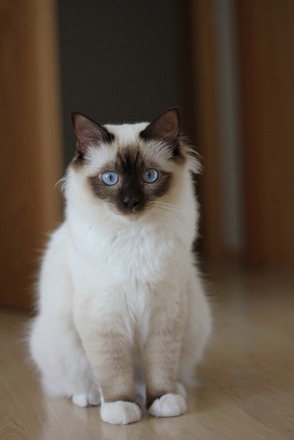 słodki kociak kota birmańskiego