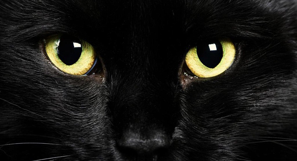 oczy kota bombajskiego