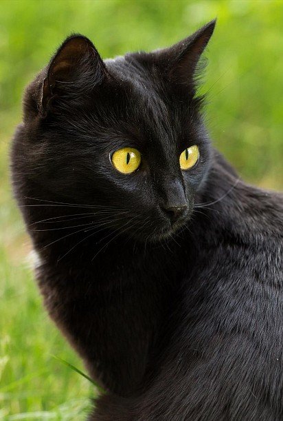 twarz kota bombajskiego koty