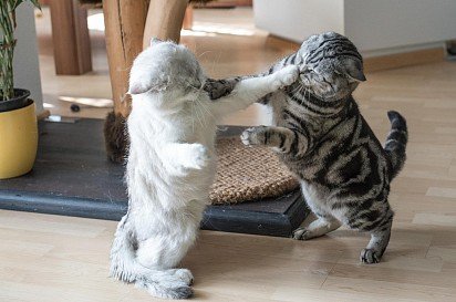 Walka kotów