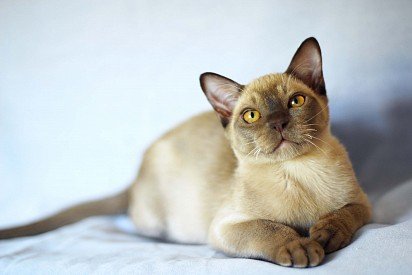 kot birmański w Kolorze sobolowym