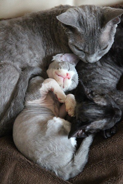 mama-kotka z kociętami Devon Rex