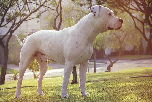 Dog Argentyński