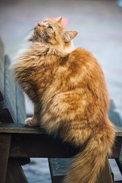Rudy kot Norweski Leśny