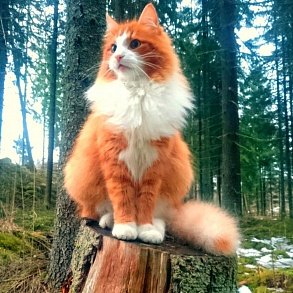 Kot Norweski Leśny