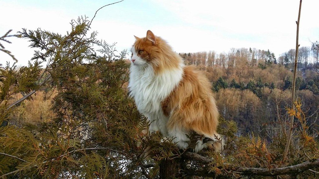 Norweski kot leśny w swoim żywiole