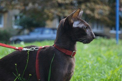 spacer orientalnego kota na smyczy
