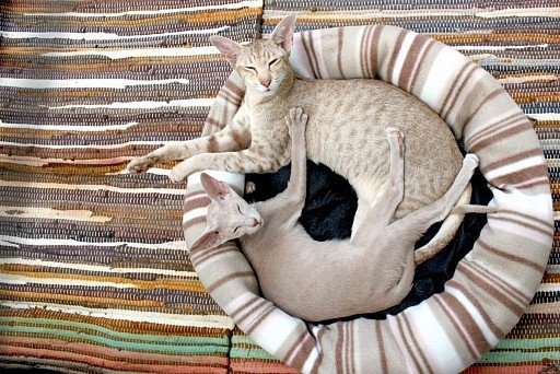 orientalny kot z kotem