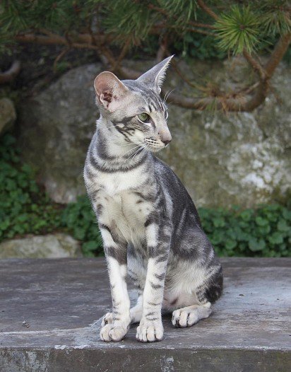 orientalny kot