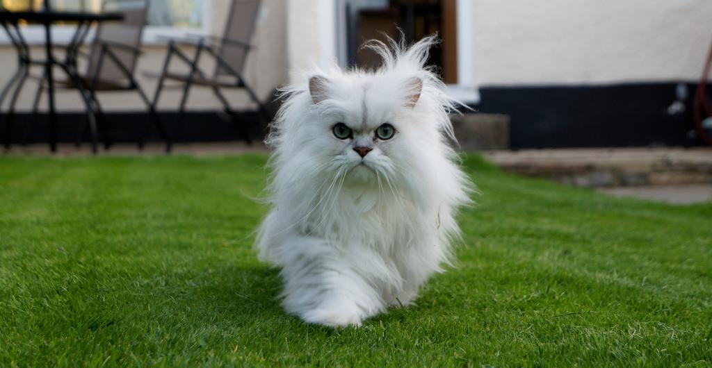 Biały perski kot