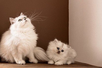 Perski Kot z kotkiem