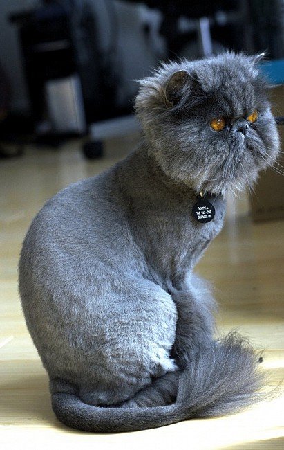 przycięty kot perski