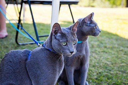 Rosyjskie niebieskie koty na smyczy