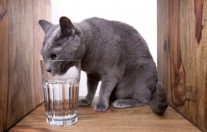 Rosyjski niebieski kot pije wodę