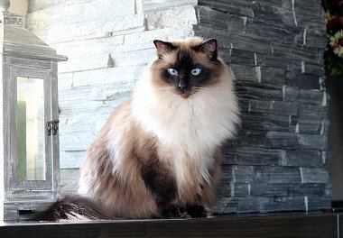 Ragdoll Colorpoint