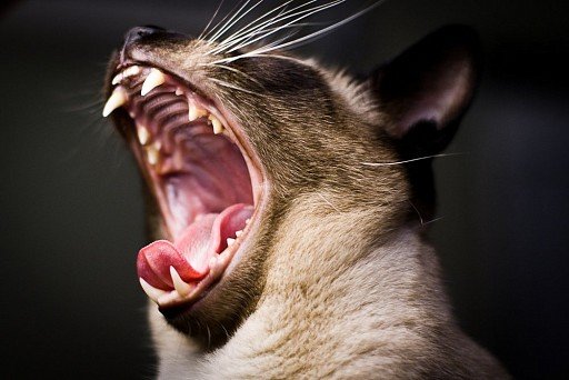 zęby kota syjamskiego