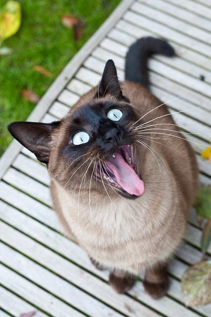 koty syjamskie umiejętnie używają strun głosowych, łatwo zmieniają tonację, wysokość, aby wyrazić uczucia