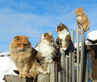 Gang kotów syberyjskich