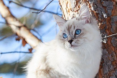 newska maskarada – kot syberyjski w Kolorze Color Point, wyodrębniona do osobnej rasy