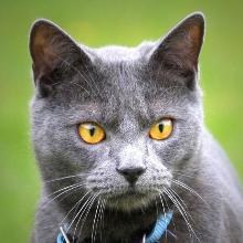 Chartreuse – kot Kartuzów)